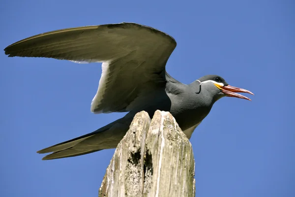 Inca tern perched on wood post — Stock Photo, Image
