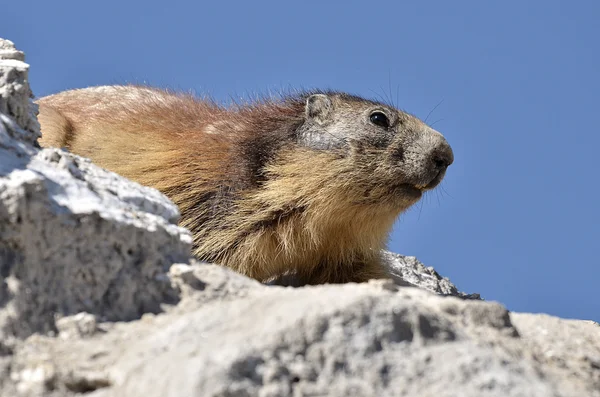 Alpina marmot på rock — Stockfoto