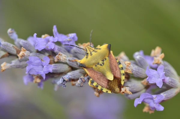 Bouclier bug sur fleur de lavande — Photo