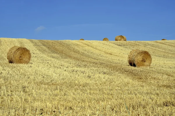 Bundels van stro in veld — Stockfoto