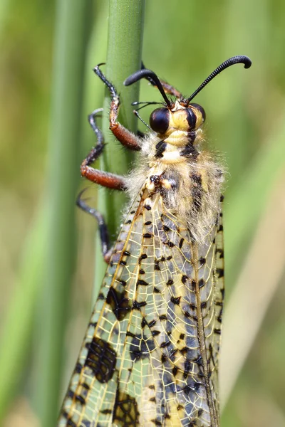 Antlion makro na trawie — Zdjęcie stockowe