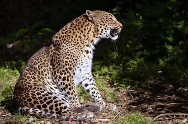 Leopard sitting — Stock Photo, Image