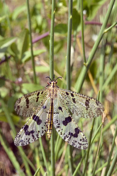 Macro antleone sull'erba — Foto Stock