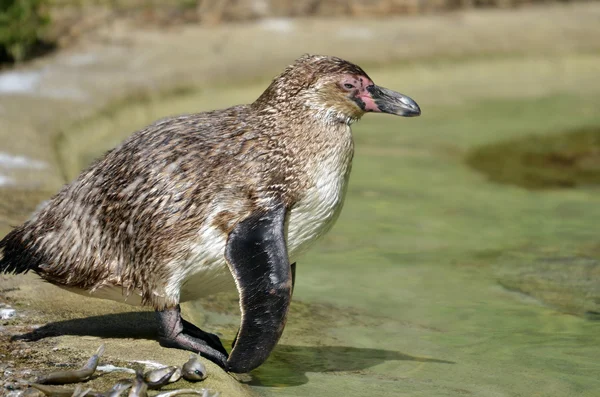Крупный план молодого пингвина Гумбольдта — стоковое фото