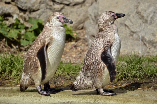 İki genç Humboldt penguenler — Stok fotoğraf