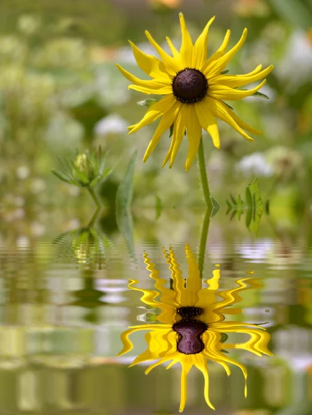 Coneflower acima da água com reflexão — Fotografia de Stock