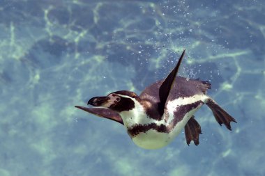 Humboldt penguin under water clipart