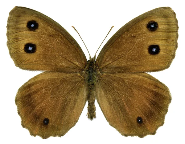 Ізольована Dryad метелик — стокове фото
