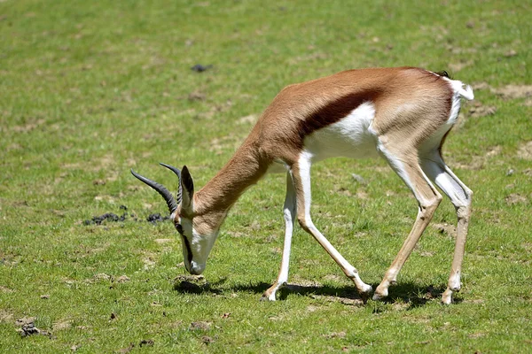 Springbok al pascolo — Foto Stock