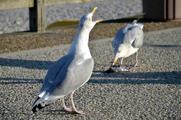 Herring gull the beak open — Stock Photo, Image