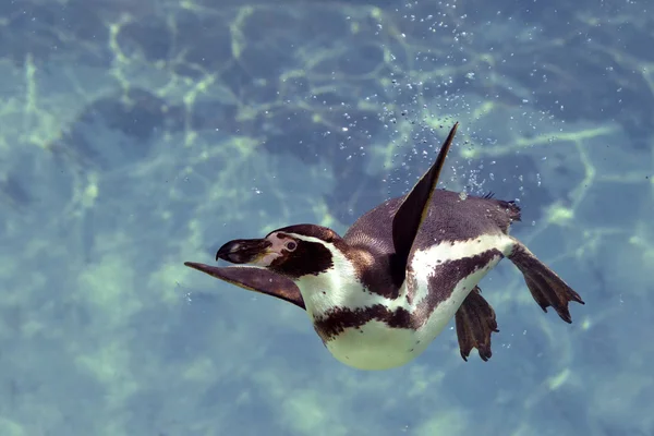 Su altında Humboldt pengueni — Stok fotoğraf