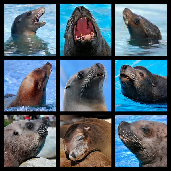 Mosaic photos of  sea lions — Stock Photo, Image