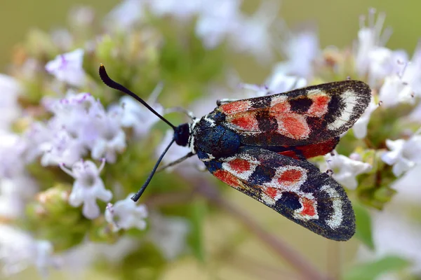 Zygaena motyl na kwiat — Zdjęcie stockowe