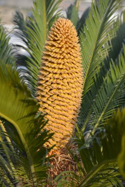 Cycas konisi