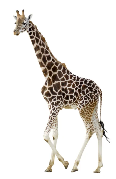 Isolado girafa andando — Fotografia de Stock