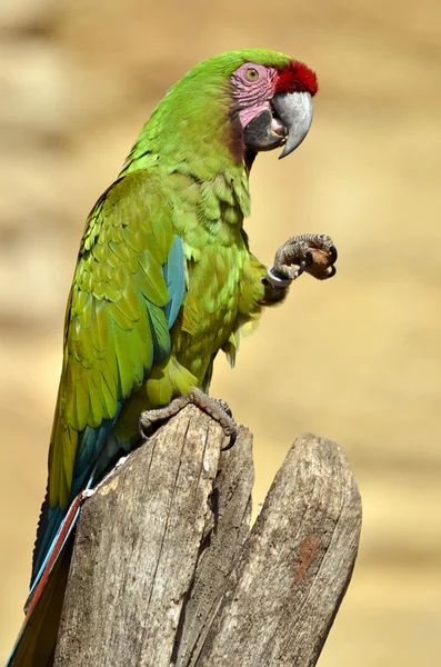 Military macaw perched — Stock Photo, Image