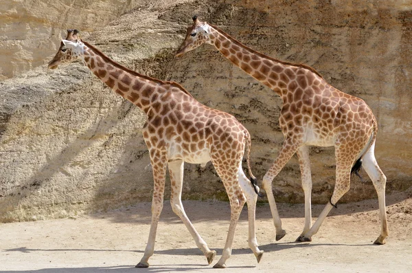 Duas girafas andando — Fotografia de Stock