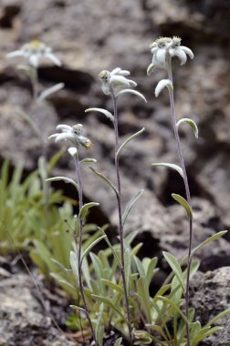 Edelweiss Alpine flowers clipart