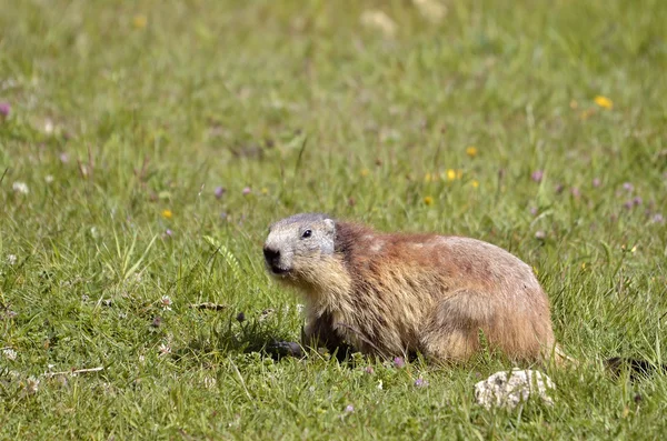 Alpenmarmot in gras — Stockfoto