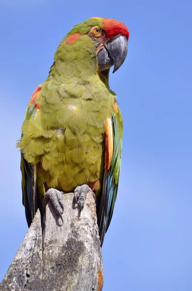 Red-fronted Macaw perched — Stock Photo, Image