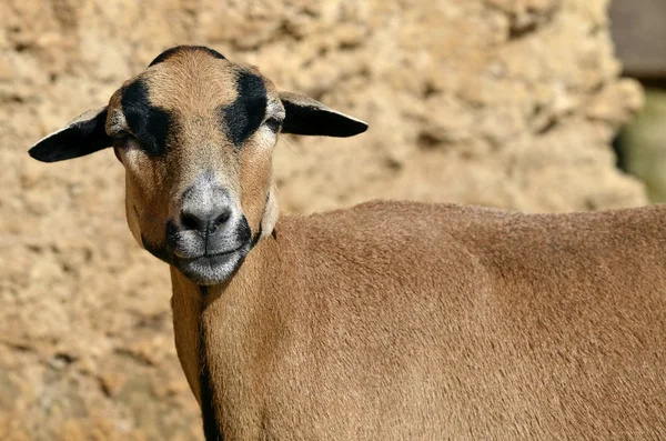 Zbliżenie owiec Kamerunu — Zdjęcie stockowe