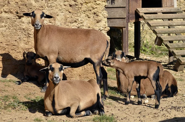 Fåren på Kamerun med lamm — Stockfoto