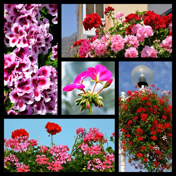 Mosaic photos of geranium — Stock Photo, Image