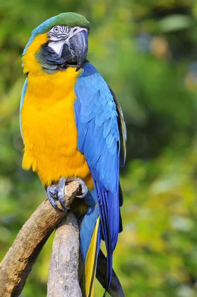 Portrait of  gelbbrustara macaw on perch — Stock Photo, Image