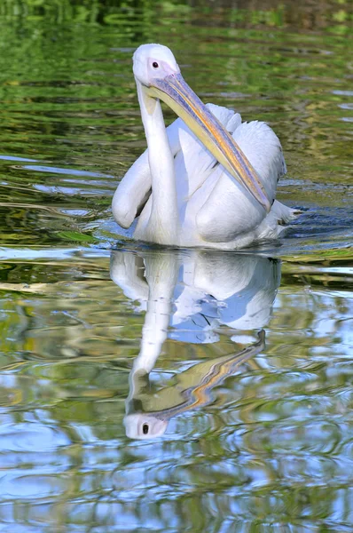 White pelican on the water — Stock Photo, Image