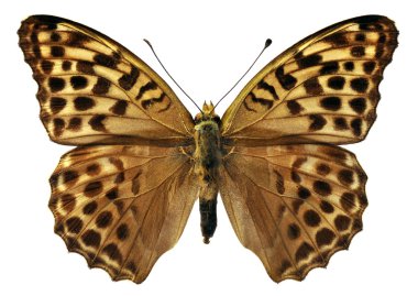 Kadın gümüş yıkanmış Fritillary izole