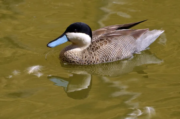 Puna Krickente schwimmt auf dem Wasser — Stockfoto