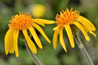 Mountain arnica flowers clipart