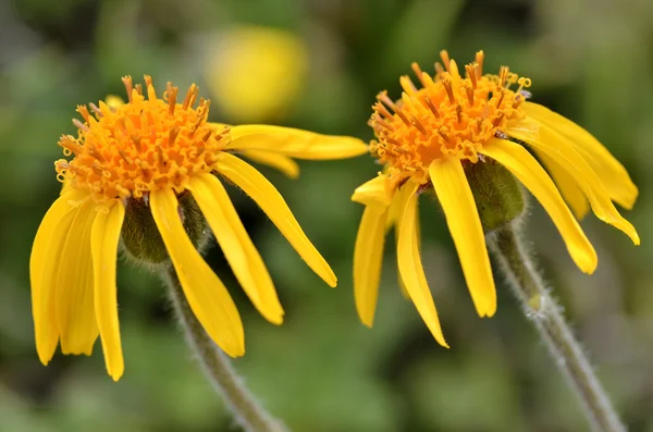 Mountain arnica flowers — Stock Photo, Image