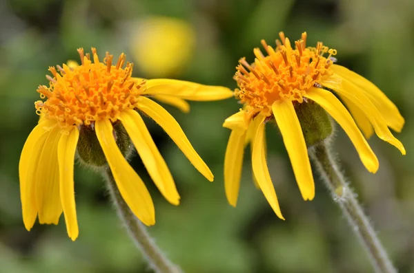 Montanha arnica flores — Fotografia de Stock