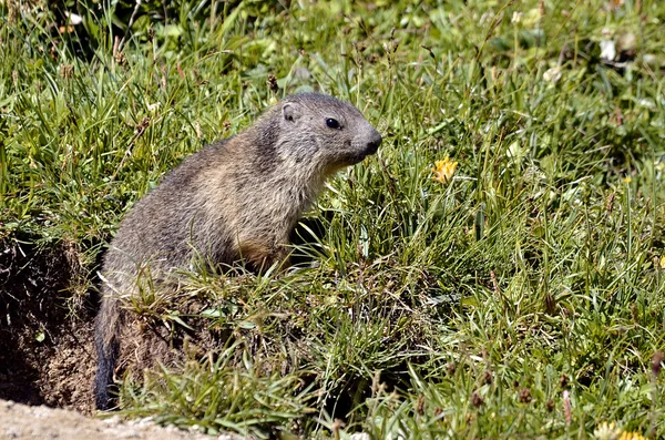 Giovane marmotta alpina in erba — Foto Stock