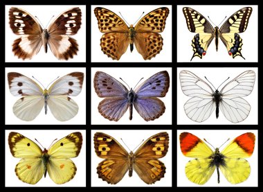 Kelebek mozaik fotoğrafları