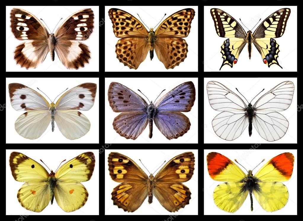 Mosaic photos of butterflies