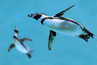 Humboldt penguenler su altında