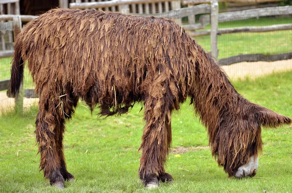 Poitevin donkey bete — Stockfoto