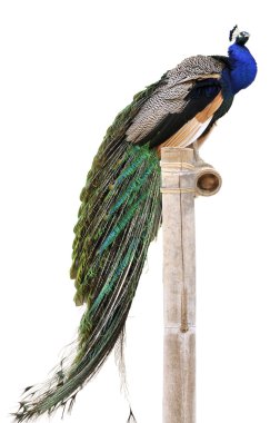 Isolated Indian Peafowl on perch clipart