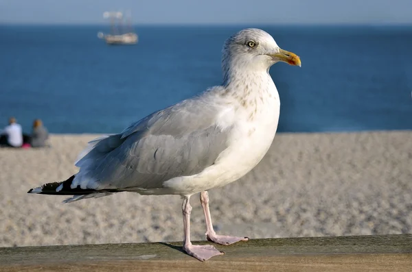Closeup herring gull — Stock Photo, Image