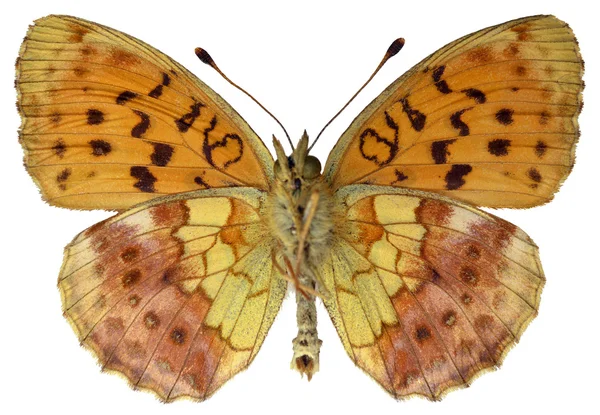 Izolované mramorové Fritillary motýl — Stock fotografie