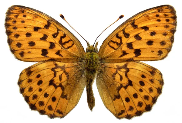 Geïsoleerde Gemarmerde parelmoervlinder vlinder — Stockfoto