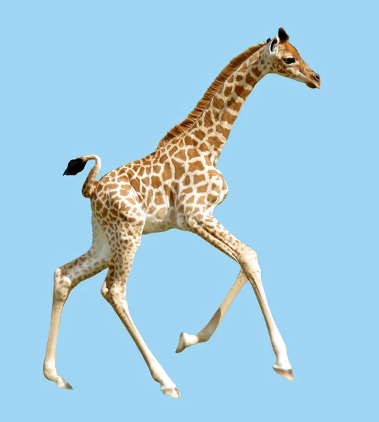 Isolated baby giraffe running — Stock Photo, Image