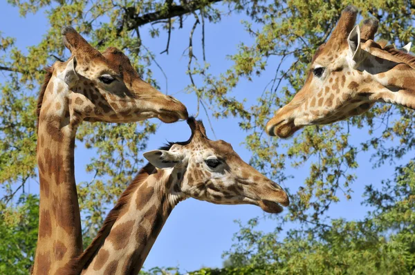 Closeup three giraffes — Stock Photo, Image