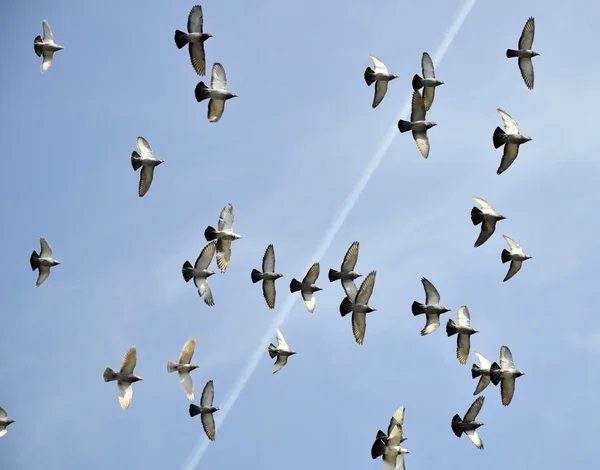 Katastrofa lotu gołębi w niebo — Zdjęcie stockowe