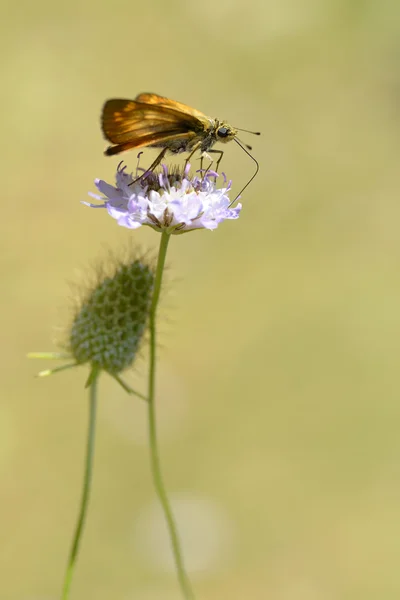 Schipper vlinder voeden met bloem — Stockfoto