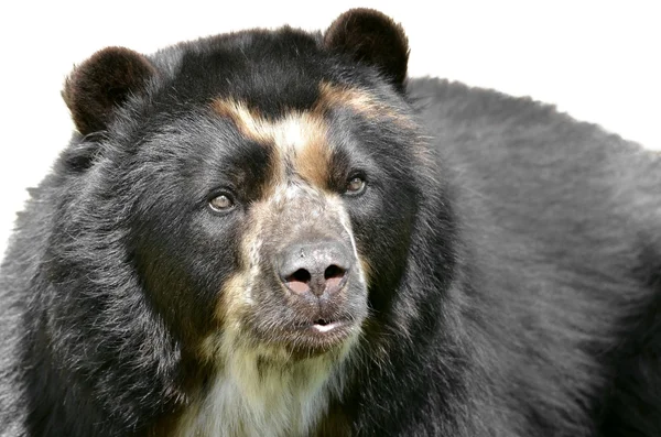 Isolated portrait of Andean bear — Stock Photo, Image