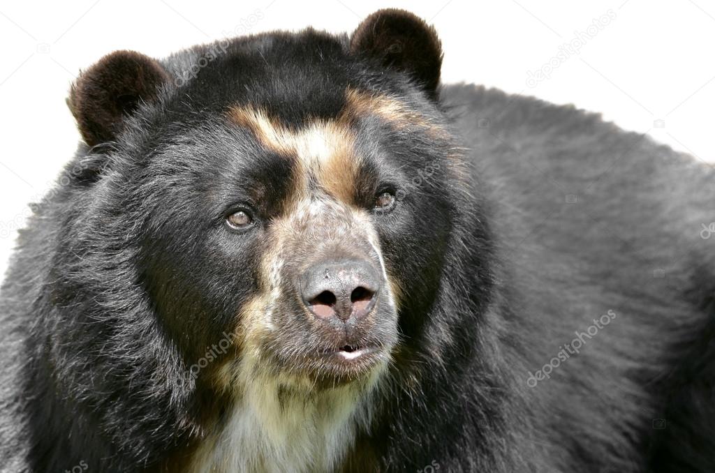 Isolated portrait of Andean bear