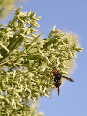 Asian predatory wasp feeding on plant clipart